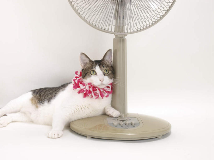 无人,躺,横图,室内,白天,白色背景,正面,宠物,猫,阴影,反射,花环,影子,风扇,注视,一个,一只,红色,动物,观察,看,可爱,摄影,影棚,单个,观看,电扇,察看,关注,猫咪,卧着,躺着,卧,半身,彩图,影棚拍摄,拍摄