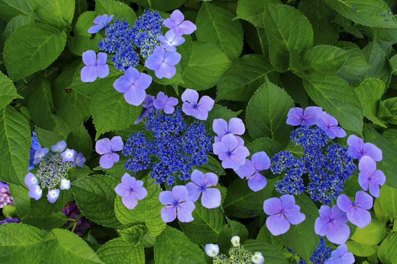 无人,横图,俯视,室外,特写,白天,旅游,度假,骄傲,花海,花圃,美景,植物,八仙花,叶子,北海道,日本,亚洲,许多,朦胧,模糊,盛开,景观,绿叶,花蕾,娱乐,花,花瓣,花朵,花卉,鲜花,绿色,紫色,自然,花丛,花田,花苞,花蕊,绣球花,享受,休闲,嫩叶,景色,放松,生长,成长,紫阳花,洋绣球,自然风光,东亚,日本国,草绣球,斗球,北海道地方,北海道岛,七变化,粉团花,善变,叶,叶片,彩图,高角度拍摄