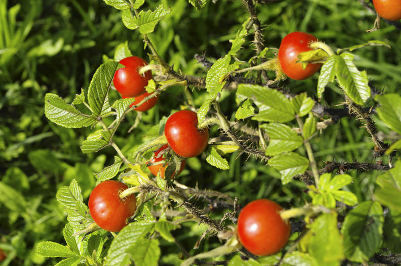无人,横图,俯视,室外,特写,白天,旅游,度假,美景,蔬菜,西红柿,叶子,北海道,日本,亚洲,一堆,许多,阴影,堆叠,堆积,朦胧,模糊,新鲜,光线,影子,景观,食品,绿叶,娱乐,食物,红色,阳光,自然,享受,休闲,嫩叶,景色,放松,有机食品,绿色食品,堆,自然风光,东亚,日本国,北海道地方,北海道岛,叶,叶片,番茄,彩图,高角度拍摄