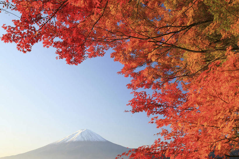 无人,横图,室外,白天,仰视,旅游,度假,美景,山,山脉,雪,大雪,叶子,日本,亚洲,阴影,光线,影子,积雪,景观,山峰,雪景,冬季,冬天,枫叶,枯叶,落叶,山峦,娱乐,黄色,红色,蓝色,蓝天,天空,阳光,自然,群山,天,享受,休闲,景色,放松,寒冷,晴朗,枫树叶,自然风光,东亚,本州,万里无云,本州岛,日本国,中部地方,山梨,山梨县,严寒,叶,叶片,晴空,晴空万里,彩图,低角度拍摄