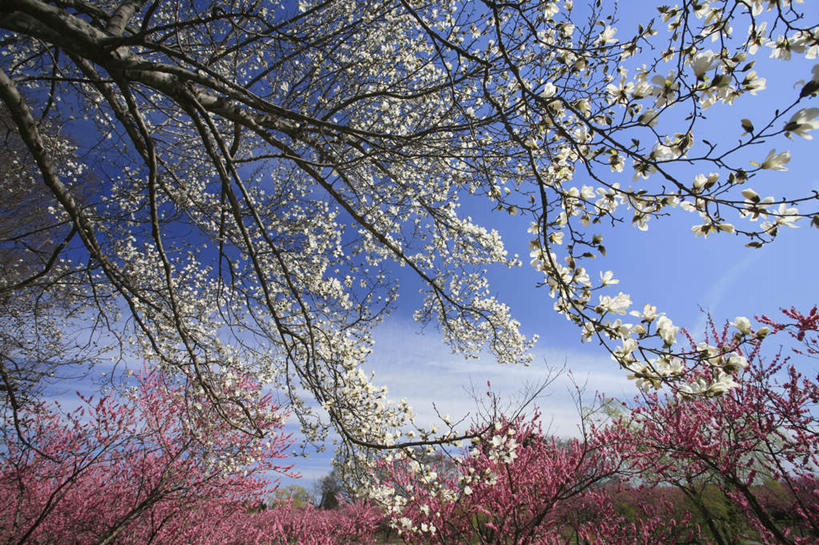 无人,横图,室外,白天,仰视,爱情,旅游,度假,花海,花圃,美景,树林,植物,桃花,玉兰花,叶子,日本,亚洲,许多,盛开,景观,云,云朵,绿叶,花蕾,云彩,娱乐,花,花瓣,花朵,花卉,鲜花,树,树木,蓝色,绿色,白云,蓝天,天空,自然,花丛,花田,天,花苞,花蕊,享受,休闲,嫩叶,景色,放松,生长,晴朗,成长,俘虏,自然风光,东亚,辛夷,木笔,本州,茨城,茨城县,关东地方,本州岛,日本国,木兰花,望春玉兰,辛夷花,叶,叶片,晴空,玉兰,应春花,望春花,木兰,彩图,低角度拍摄