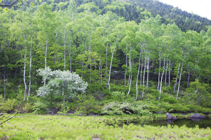 无人,横图,室外,白天,仰视,旅游,度假,草地,草坪,河流,美景,树林,水,植物,竹子,长野县,日本,亚洲,许多,河水,景观,水流,娱乐,草,树,树木,蓝色,绿色,蓝天,天空,自然,天,享受,休闲,景色,放松,生长,晴朗,成长,自然风光,东亚,本州,万里无云,本州岛,日本国,中部地方,长野,晴空,晴空万里,彩图,低角度拍摄