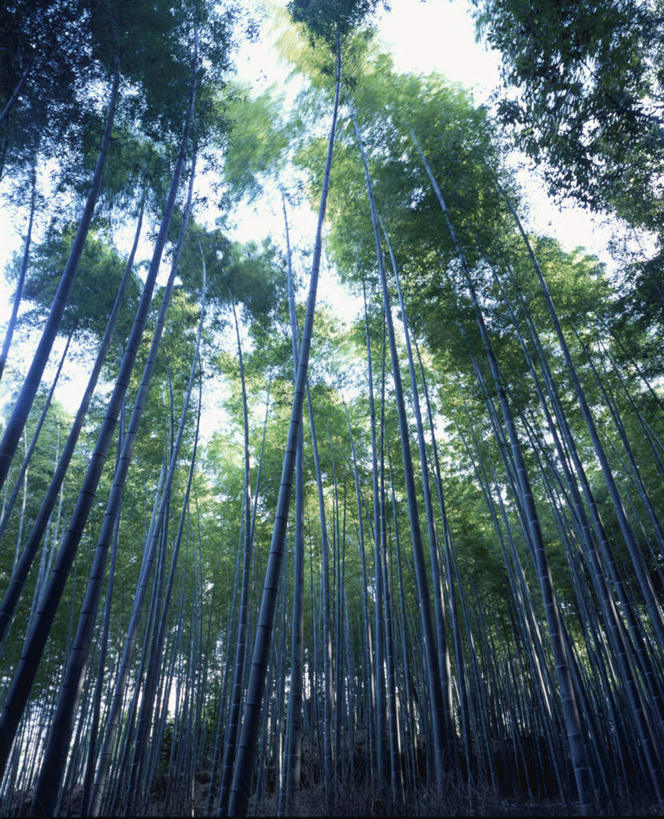 无人,竖图,室外,白天,仰视,旅游,度假,草地,草坪,美景,树林,植物,许多,朦胧,模糊,景观,娱乐,草,树,树木,蓝色,绿色,蓝天,天空,自然,天,享受,休闲,景色,放松,生长,晴朗,成长,自然风光,山毛榉,万里无云,麻栎金刚,山毛榉树,晴空,晴空万里,彩图,低角度拍摄