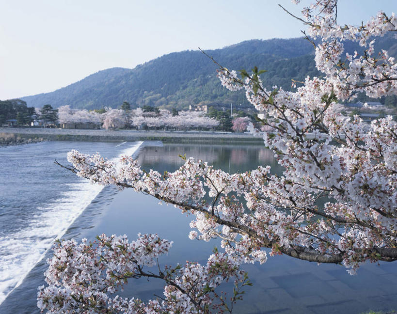 无人,横图,室外,白天,正面,旅游,度假,河流,美景,山,山脉,树林,水,植物,樱花,许多,阴影,朦胧,模糊,光线,影子,河水,景观,山峰,水流,樱花树,山峦,娱乐,树,树木,蓝色,绿色,蓝天,天空,阳光,自然,群山,天,享受,休闲,景色,放松,生长,晴朗,成长,自然风光,万里无云,仙樱花,福岛樱,青肤樱,晴空,晴空万里,荆桃,彩图