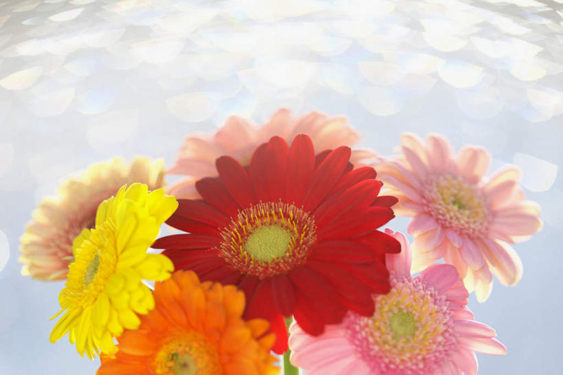 无人,横图,室内,特写,白天,仰视,植物,许多,阴影,朦胧,模糊,光线,影子,非洲菊,花蕾,花瓣,花朵,花卉,鲜花,粉色,黄色,红色,花苞,橙色,菊花,扶郎花,灯盏花,千日菊,彩图,低角度拍摄