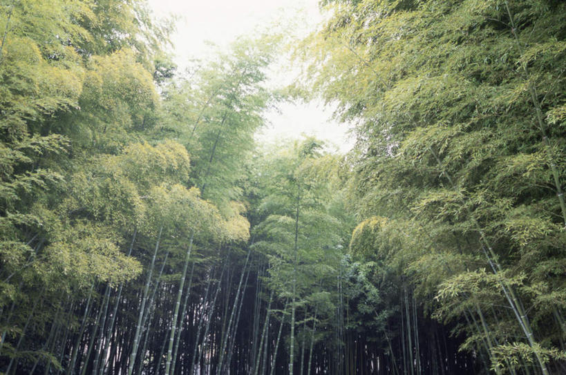 无人,横图,室外,白天,仰视,旅游,度假,美景,树林,植物,竹子,京都,日本,亚洲,许多,景观,娱乐,树,树木,蓝色,绿色,蓝天,天空,自然,天,享受,休闲,景色,放松,京都府,生长,晴朗,成长,自然风光,东亚,本州,万里无云,本州岛,日本国,近畿地方,近畿,晴空,晴空万里,彩图,低角度拍摄