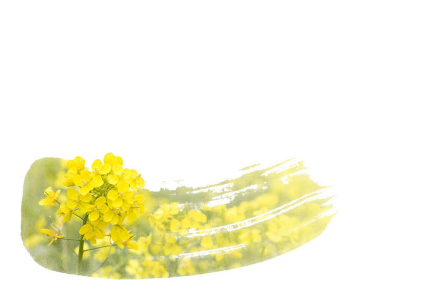 无人,横图,插画,室内,特写,白天,白色背景,正面,数码,科技,植物,叶子,一堆,许多,阴影,堆叠,堆积,盛开,网络,日文,标志,文字,字符,绿叶,高光,几何,计算机图形,合成,图画,标识,画,花,花瓣,花朵,花卉,鲜花,花蕊,油菜花,嫩叶,堆,电脑合成图,数码合成图,漫画,写实,具体,具象,日语,叶,叶片,彩图,芸苔,芸薹