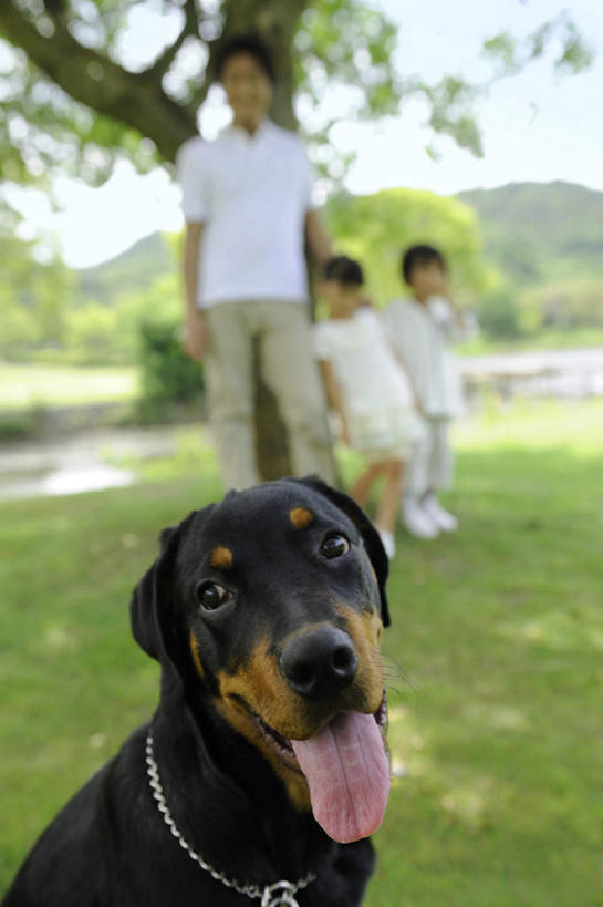 东方人,儿童,三个人,家庭,父亲,女儿,儿子,站,竖图,室外,白天,正面,纯洁,河流,美景,树林,水,植物,宠物,狗,亚洲,许多,阴影,服装,朦胧,模糊,光线,影子,河水,景观,水流,注视,休闲装,黄种人,吐舌头,树,树木,一只,小孩,衣服,绿色,黑色,阳光,自然,动物,观察,看,伸舌头,站着,张嘴,休闲,温暖,温馨,父女,父子,一家人,休闲服,吐舌,景色,父爱,可爱,童年,童趣,服饰,生长,成长,观看,和睦,察看,关注,自然风光,张大嘴巴,童真,烂漫,无邪,忠诚,天真,男孩,男人,男性,年轻男性,女孩,女人,女性,亚洲人,孩子,年轻人,张开嘴,犬,站立,彩图,全身,融洽,男生,女生