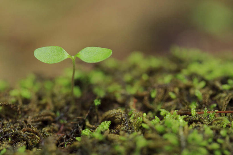 无人,横图,俯视,室外,特写,白天,旅游,度假,美景,叶子,朦胧,模糊,景观,绿叶,娱乐,绿色,自然,嫩芽,享受,休闲,嫩叶,景色,放松,自然风光,新苗,叶,叶片,彩图,高角度拍摄
