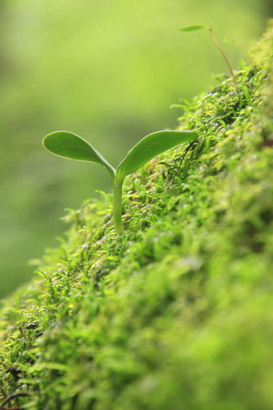 无人,竖图,俯视,室外,特写,白天,旅游,度假,美景,叶子,东京,日本,亚洲,朦胧,模糊,景观,绿叶,娱乐,绿色,自然,嫩芽,享受,休闲,嫩叶,景色,放松,生机,希望,自然风光,东亚,本州,关东地方,本州岛,日本国,东京都,新苗,叶,叶片,彩图,高角度拍摄