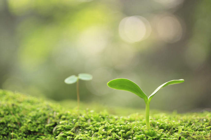 无人,横图,室外,特写,白天,正面,旅游,度假,美景,叶子,朦胧,模糊,景观,绿叶,娱乐,绿色,自然,嫩芽,享受,休闲,嫩叶,景色,放松,生机,希望,自然风光,新苗,叶,叶片,彩图