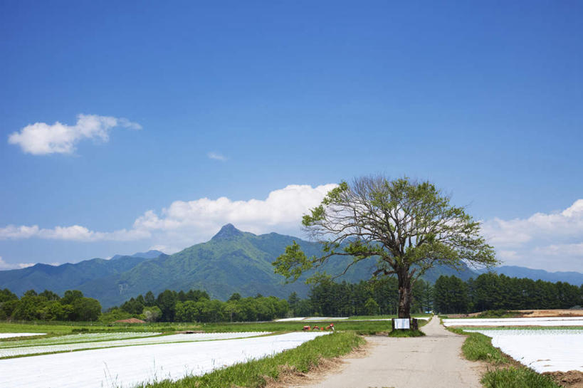 无人,农田,横图,室外,白天,仰视,旅游,度假,农业,庄稼,农作物,美景,山,山脉,树林,植物,道路,路,长野县,日本,亚洲,许多,稻田,景观,山峰,云,云朵,小路,交通,山峦,云彩,娱乐,树,树木,蓝色,绿色,白云,蓝天,天空,自然,群山,天,享受,休闲,景色,放松,生长,晴朗,成长,自然风光,东亚,本州,本州岛,日本国,中部地方,长野,晴空,彩图,低角度拍摄,耕地,庄稼田