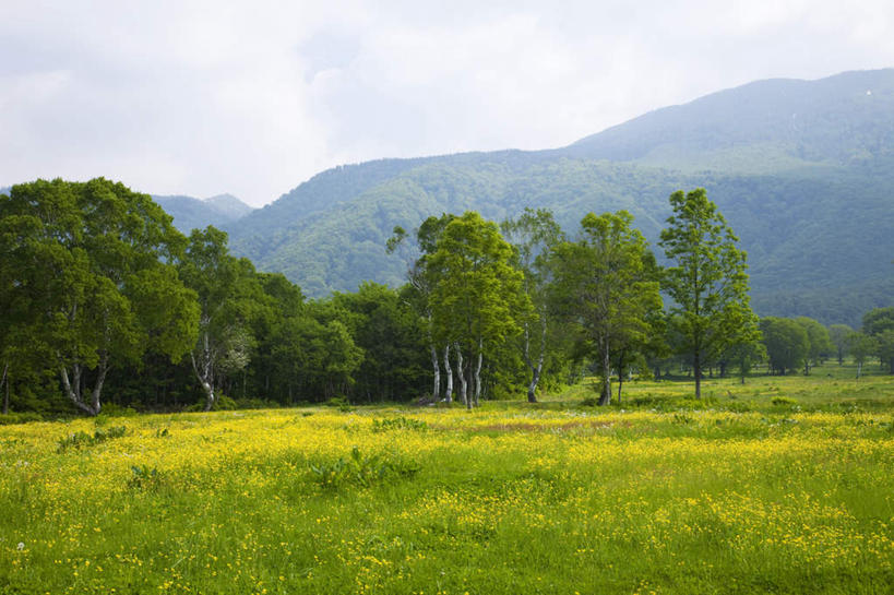 无人,横图,室外,白天,仰视,旅游,度假,草地,草坪,美景,山,山脉,树林,植物,日本,亚洲,许多,景观,山峰,山峦,娱乐,草,树,树木,蓝色,绿色,蓝天,天空,自然,群山,天,享受,休闲,景色,放松,生长,晴朗,成长,自然风光,东亚,本州,万里无云,本州岛,日本国,中部地方,新潟,新潟县,晴空,晴空万里,彩图,低角度拍摄