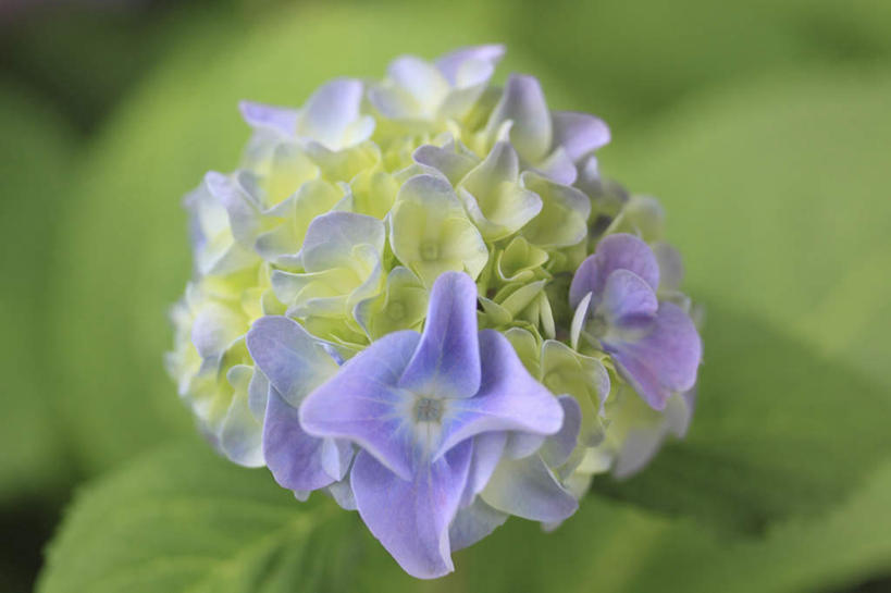 无人,横图,俯视,室外,特写,白天,旅游,度假,骄傲,美景,植物,八仙花,许多,朦胧,模糊,景观,花蕾,娱乐,花瓣,花朵,花卉,鲜花,紫色,自然,花苞,绣球花,享受,休闲,景色,放松,紫阳花,洋绣球,自然风光,草绣球,斗球,七变化,粉团花,善变,彩图,高角度拍摄