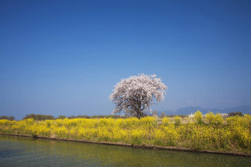 无人,横图,室外,白天,正面,旅游,度假,花海,花圃,河流,美景,树林,水,植物,樱花,叶子,日本,亚洲,许多,阴影,盛开,光线,影子,河水,景观,水流,绿叶,樱花树,花蕾,娱乐,花,花瓣,花朵,花卉,鲜花,树,树木,蓝色,绿色,蓝天,天空,阳光,自然,花丛,花田,天,花苞,花蕊,油菜花,享受,休闲,嫩叶,景色,放松,生长,晴朗,成长,自然风光,东亚,本州,万里无云,本州岛,日本国,近畿地方,近畿,滋贺,滋贺县,仙樱花,福岛樱,青肤樱,叶,叶片,晴空,晴空万里,荆桃,彩图,芸苔,芸薹