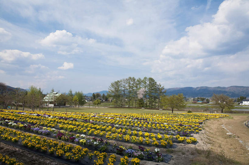 无人,横图,室外,白天,正面,爱情,旅游,度假,花海,花圃,美景,山,山脉,树林,植物,郁金香,叶子,长野县,日本,亚洲,许多,阴影,盛开,光线,影子,景观,泥土,山峰,云,云朵,绿叶,山峦,祝福,花蕾,云彩,娱乐,花,花瓣,花朵,花卉,鲜花,树,树木,蓝色,绿色,白云,蓝天,天空,阳光,自然,花丛,花田,群山,天,花苞,花蕊,享受,休闲,嫩叶,景色,放松,生长,晴朗,成长,表白,自然风光,荣誉,东亚,本州,本州岛,日本国,中部地方,长野,永恒,叶,叶片,晴空,郁香,洋荷花,草麝香,彩图