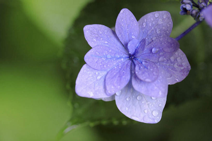 无人,横图,俯视,室外,特写,白天,旅游,度假,骄傲,美景,植物,露水,八仙花,叶子,东京,日本,亚洲,阴影,朦胧,模糊,盛开,光线,影子,景观,绿叶,娱乐,花,花瓣,花朵,花卉,鲜花,一朵,紫色,阳光,自然,露珠,花蕊,绣球花,享受,休闲,嫩叶,景色,放松,紫阳花,洋绣球,自然风光,东亚,本州,关东地方,本州岛,日本国,东京都,草绣球,斗球,七变化,粉团花,善变,叶,叶片,彩图,高角度拍摄