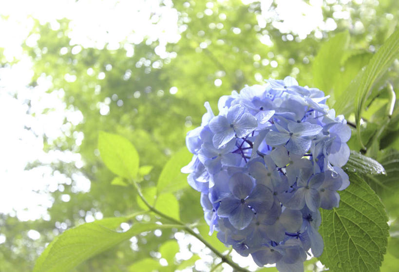 无人,横图,室外,特写,白天,仰视,旅游,度假,骄傲,花海,花圃,美景,树林,植物,八仙花,叶子,许多,阴影,朦胧,模糊,盛开,光线,影子,景观,绿叶,花蕾,娱乐,花,花瓣,花朵,花卉,鲜花,树,树木,蓝色,绿色,紫色,蓝天,天空,阳光,自然,花丛,花田,天,花苞,花蕊,绣球花,享受,休闲,嫩叶,景色,放松,生长,晴朗,成长,紫阳花,洋绣球,自然风光,万里无云,草绣球,斗球,七变化,粉团花,善变,叶,叶片,晴空,晴空万里,彩图,低角度拍摄
