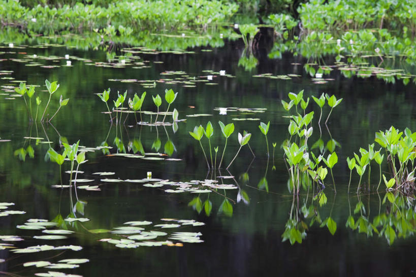 无人,公园,横图,俯视,室外,白天,旅游,度假,河流,美景,树林,水,植物,日本,亚洲,许多,阴影,朦胧,模糊,光线,液体,影子,河水,景观,水滴,水流,娱乐,树,树木,绿色,阳光,自然,享受,休闲,景色,放松,湿地,生长,成长,自然风光,东亚,本州,本州岛,日本国,东北地方,福岛,福岛县,彩图,高角度拍摄