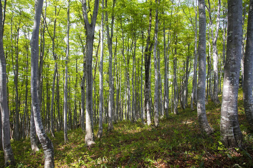 无人,横图,室外,白天,仰视,旅游,度假,美景,森林,树林,植物,日本,亚洲,许多,阴影,光线,影子,景观,娱乐,树,树木,蓝色,绿色,蓝天,天空,阳光,自然,天,享受,休闲,景色,放松,生长,晴朗,成长,自然风光,东亚,本州,万里无云,本州岛,日本国,石川,石川县,中部地方,毛榉树,晴空,晴空万里,彩图,低角度拍摄