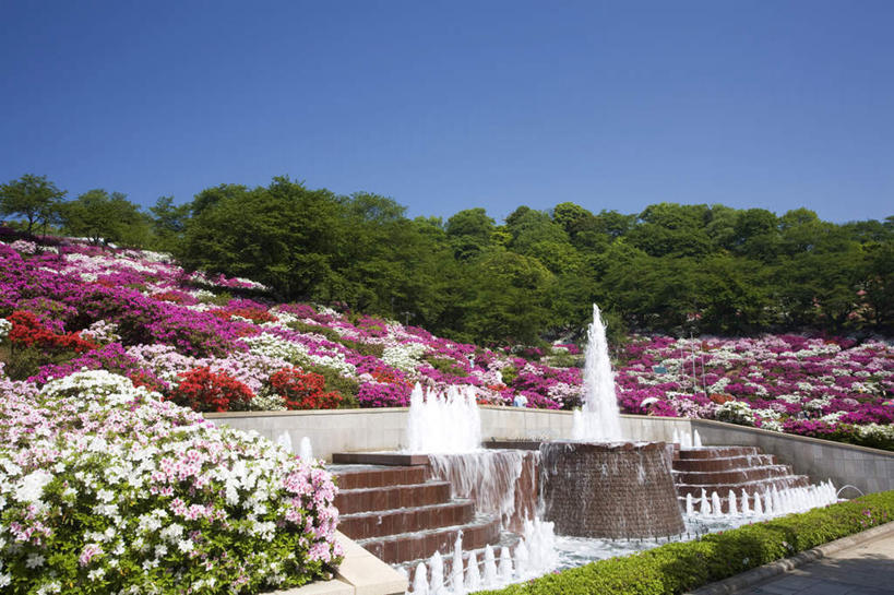 无人,横图,室外,白天,仰视,旅游,度假,花海,花圃,美景,树林,植物,楼梯,喷泉,杜鹃花,叶子,日本,亚洲,许多,阴影,盛开,光线,影子,阶梯,景观,杜鹃,绿叶,花蕾,文化,娱乐,台阶,花,花瓣,花朵,花卉,鲜花,树,树木,红色,蓝色,绿色,蓝天,天空,阳光,自然,花丛,花田,天,花苞,花蕊,品味,享受,休闲,嫩叶,景色,放松,生长,晴朗,成长,喜悦,克制,自然风光,水景,东亚,本州,万里无云,本州岛,日本国,中部地方,福井,福井县,红杜鹃,满山红,清明花,清时,山踯躅,红踯躅,美观,节制,欣喜,山石榴,映山红,设计,叶,叶片,晴空,晴空万里,彩图,低角度拍摄