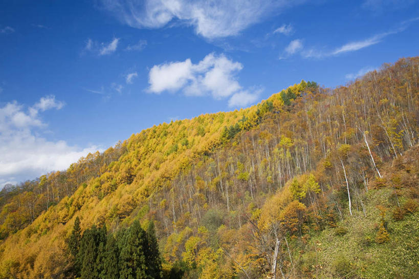 无人,横图,室外,白天,仰视,旅游,度假,美景,秋季,山,山脉,树林,植物,日本,亚洲,许多,景观,山峰,云,云朵,山峦,云彩,娱乐,树,树木,蓝色,绿色,白云,蓝天,天空,自然,群山,天,享受,休闲,景色,放松,生长,晴朗,成长,自然风光,东亚,本州,本州岛,日本国,中部地方,岐阜,岐阜县,晴空,秋,秋天,彩图,低角度拍摄