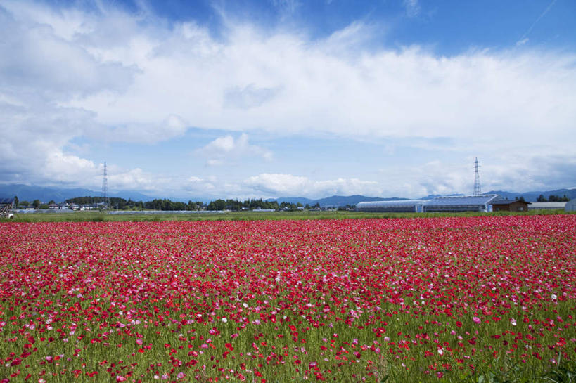 无人,家,横图,室外,白天,仰视,旅游,度假,花海,花圃,美景,山,山脉,树林,植物,罂粟,叶子,长野县,日本,亚洲,许多,盛开,电力,电线,电线杆,线,房屋,屋子,地平线,景观,山峰,云,云朵,辽阔,绿叶,草药,地面,电能,山峦,线路,花蕾,云彩,娱乐,楼房,中药,住宅,花,花瓣,花朵,花卉,鲜花,树,树木,红色,蓝色,绿色,白云,蓝天,天空,自然,花丛,花田,群山,天,花苞,花蕊,享受,休闲,广阔,嫩叶,景色,放松,生长,晴朗,成长,电,一望无际,电源,毒品,自然风光,延伸,药材,中草药,能量,东亚,中药材,本草,本州,本州岛,日本国,中部地方,天地相交,长野,止痛,镇静,安眠,无边无际,一马平川,叶,叶片,晴空,罂粟花,彩图,低角度拍摄,房子