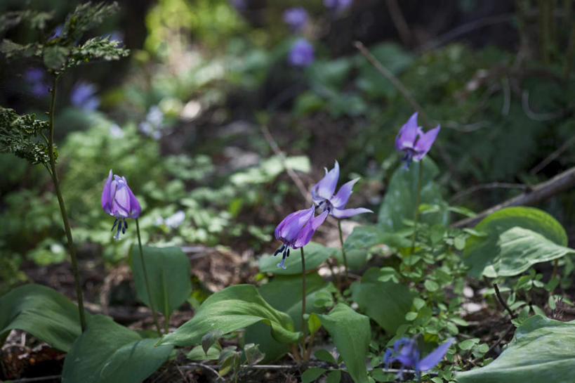 无人,横图,俯视,室外,白天,旅游,度假,幸福,花海,花圃,美景,树林,植物,紫罗兰,叶子,日本,亚洲,许多,阴影,朦胧,模糊,盛开,光线,影子,景观,绿叶,清凉,花蕾,娱乐,花,花瓣,花朵,花卉,鲜花,树,树木,绿色,紫色,阳光,自然,花丛,花田,夏天,花苞,花蕊,享受,休闲,嫩叶,景色,放松,生长,成长,自然风光,东亚,本州,本州岛,日本国,中部地方,福井,福井县,永恒,质朴,美德,叶,叶片,草紫罗兰,草桂花,彩图,高角度拍摄