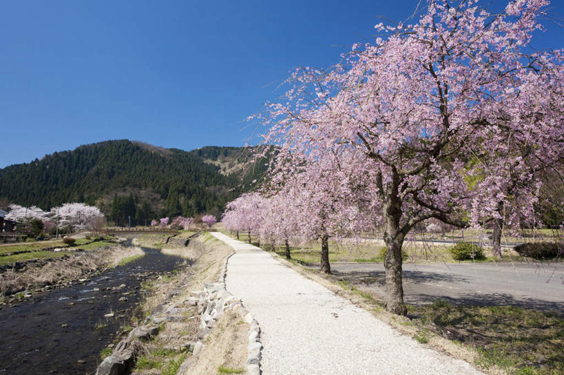 无人,横图,室外,白天,正面,旅游,度假,美景,山,树林,植物,道路,路,樱花,日本,亚洲,许多,阴影,光线,影子,景观,山峰,小路,樱花树,交通,山峦,娱乐,树,树木,粉色,蓝色,绿色,蓝天,天空,阳光,自然,天,享受,休闲,景色,放松,乡间小路,生长,晴朗,成长,自然风光,东亚,本州,万里无云,本州岛,日本国,中部地方,福井,福井县,仙樱花,福岛樱,青肤樱,晴空,晴空万里,荆桃,彩图