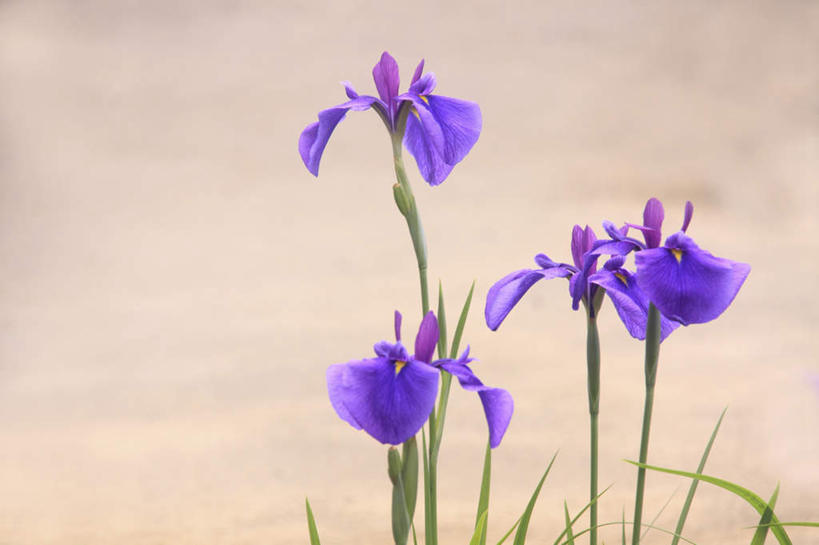 无人,横图,俯视,室外,特写,白天,旅游,度假,美景,植物,叶子,东京,日本,亚洲,四朵,朦胧,模糊,盛开,景观,绿叶,草药,花蕾,娱乐,中药,花,花瓣,花朵,鲜花,紫色,自然,花苞,花蕊,享受,休闲,嫩叶,景色,放松,鸢尾,自然风光,药材,中草药,东亚,中药材,本草,本州,关东地方,本州岛,日本国,东京都,紫蝴蝶,蓝蝴蝶,乌鸢,扁竹花,叶,叶片,彩图,高角度拍摄