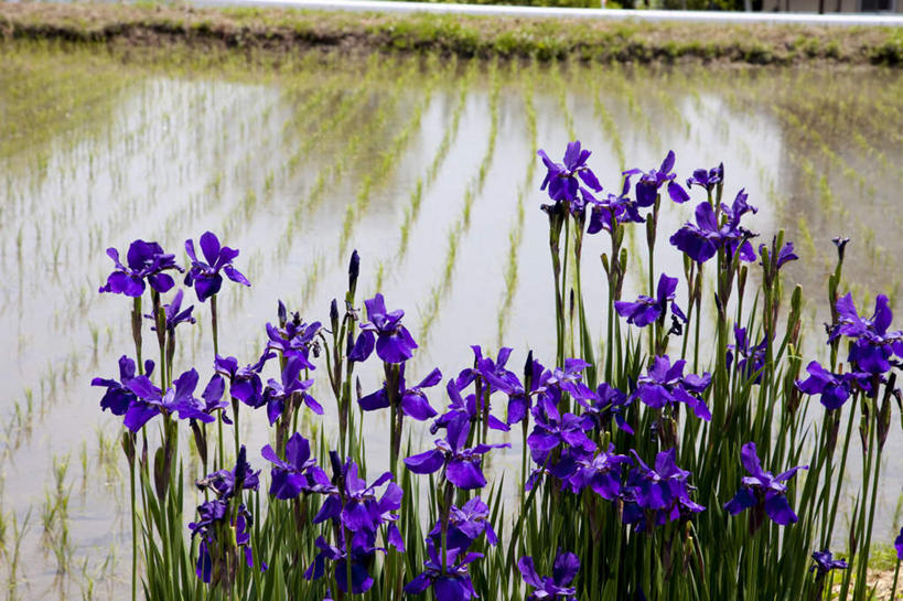 无人,农田,横图,俯视,室外,白天,旅游,度假,农业,庄稼,农作物,花海,花圃,美景,植物,叶子,长野县,日本,亚洲,许多,朦胧,模糊,盛开,稻田,景观,绿叶,草药,花蕾,娱乐,中药,花,花瓣,花朵,花卉,鲜花,绿色,紫色,自然,花丛,花田,花苞,花蕊,享受,休闲,嫩叶,景色,放松,生长,成长,鸢尾,自然风光,药材,中草药,东亚,中药材,本草,本州,本州岛,日本国,中部地方,长野,紫蝴蝶,蓝蝴蝶,乌鸢,扁竹花,叶,叶片,彩图,高角度拍摄,耕地,庄稼田