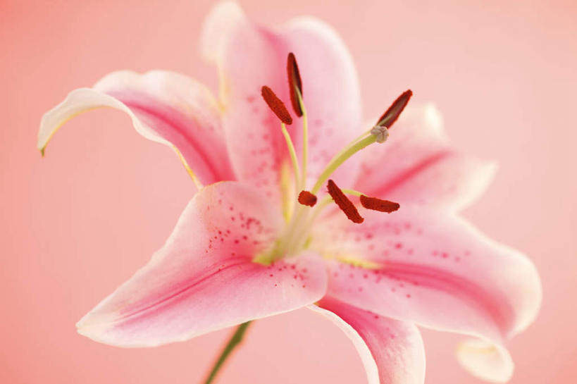 无人,横图,俯视,室内,特写,白天,爱情,幸福,植物,百合花,粉色背景,朦胧,模糊,盛开,粉红色,粉红,浪漫,花,花瓣,花朵,花卉,鲜花,一朵,粉色,花蕊,健康,可爱,摄影,活泼,影棚,青春,满足,甜美,时髦,温柔,纯真,强瞿,百合蒜,倒仙,番韭,山丹,彩图,高角度拍摄,影棚拍摄,拍摄