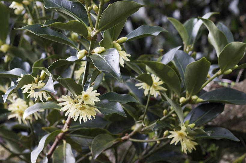 无人,横图,俯视,室外,特写,白天,旅游,度假,花海,花圃,植物,叶子,静冈县,日本,亚洲,许多,阴影,朦胧,模糊,盛开,光线,影子,调味,香料,佐料,绿叶,花蕾,娱乐,花,花瓣,花朵,花卉,鲜花,绿色,阳光,自然,茴香,花丛,花田,花苞,花蕊,享受,休闲,嫩叶,放松,生长,成长,八角,八角茴香,大茴香,东亚,本州,本州岛,日本国,中部地方,静冈,八月珠,舶茴香,大料,作料,叶,叶片,彩图,高角度拍摄