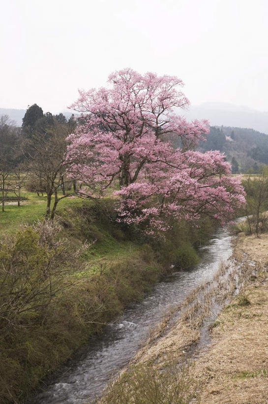 无人,竖图,室外,白天,正面,旅游,度假,河流,美景,山,山脉,树林,水,植物,樱花,富山县,日本,亚洲,许多,河水,景观,山峰,水流,樱花树,山峦,娱乐,树,树木,粉色,蓝色,绿色,蓝天,天空,自然,群山,天,享受,休闲,景色,放松,生长,晴朗,成长,自然风光,东亚,本州,万里无云,本州岛,日本国,中部地方,仙樱花,福岛樱,青肤樱,富山,晴空,晴空万里,荆桃,彩图