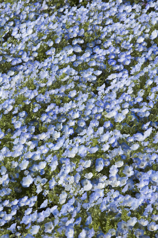 无人,竖图,俯视,室外,特写,白天,旅游,度假,花海,花圃,美景,植物,叶子,日本,亚洲,许多,盛开,景观,粉蝶花,喜林草,花蕾,娱乐,花,花瓣,花朵,花卉,鲜花,蓝色,绿色,自然,花丛,花束,花田,花苞,花蕊,享受,休闲,景色,放松,自然风光,东亚,日本国,彩图,高角度拍摄