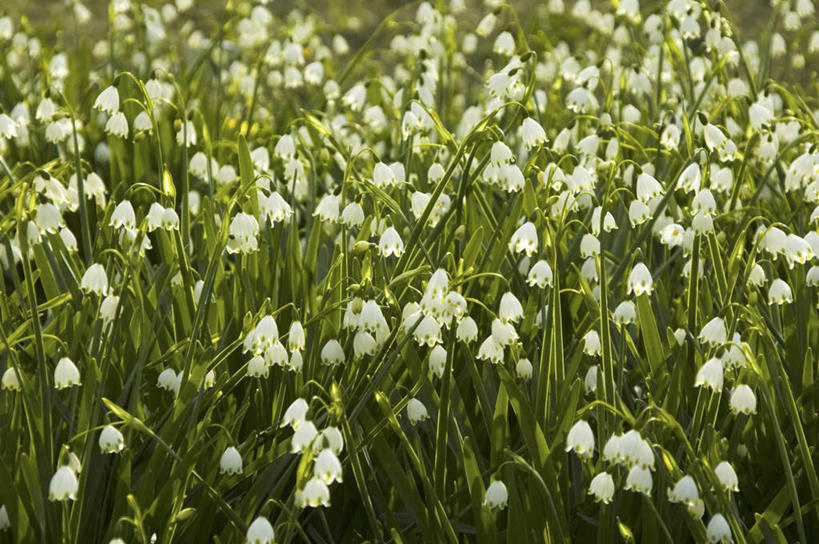 无人,横图,俯视,室外,特写,白天,旅游,度假,花海,花圃,美景,植物,叶子,日本,亚洲,许多,盛开,景观,花蕾,娱乐,花,花瓣,花朵,花卉,鲜花,绿色,白色,自然,花丛,花束,花田,花苞,花蕊,享受,休闲,景色,放松,新生,自然风光,东亚,雪花莲,日本国,雪片莲,生日花,彩图,高角度拍摄
