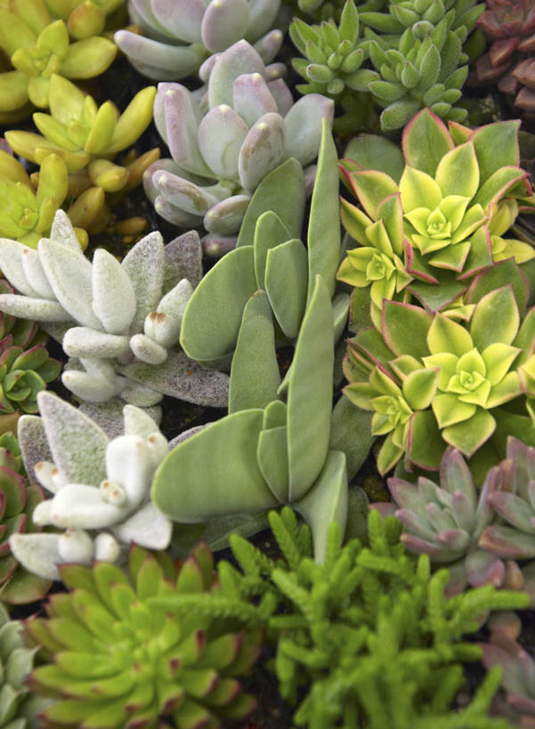 无人,竖图,俯视,室内,特写,白天,爱情,旅游,度假,美景,植物,许多,景观,宝石花,娱乐,绿色,白色,自然,享受,休闲,景色,放松,生长,成长,石莲花,自然风光,勤劳,彩图,高角度拍摄