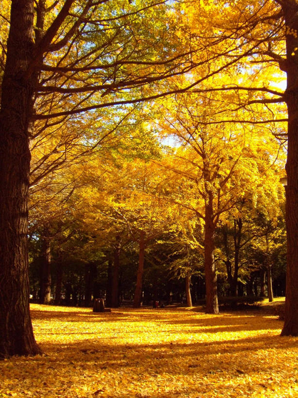 无人,竖图,室外,白天,正面,旅游,度假,美景,秋季,银杏树,东京,日本,亚洲,阴影,光线,影子,景观,飘落,娱乐,黄色,蓝色,蓝天,天空,阳光,自然,天,享受,休闲,景色,放松,自然风光,东亚,本州,关东地方,本州岛,日本国,东京都,鸭脚树,秋,秋天,银杏,公孙树,白果,彩图