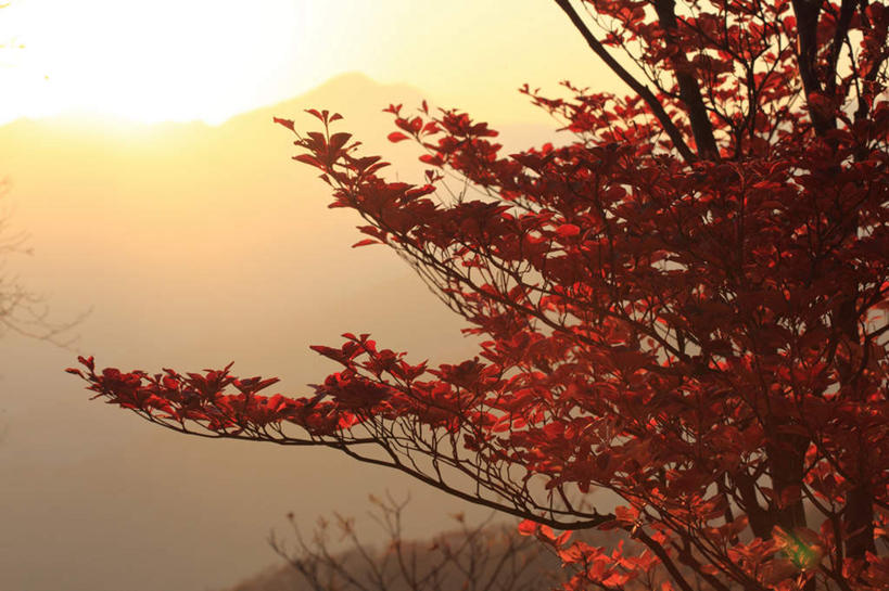 无人,横图,室外,白天,正面,旅游,度假,美景,秋季,日落,太阳,植物,叶子,日光,日本,亚洲,许多,阴影,光线,影子,景观,晚霞,霞光,落日,红叶,落叶,娱乐,树,树木,绿色,阳光,自然,黄昏,享受,休闲,景色,彩霞,放松,生长,成长,自然风光,东亚,本州,关东地方,本州岛,日本国,栃木,栃木县,日光市,夕照,叶,叶片,秋,秋天,夕阳,彩图,斜阳