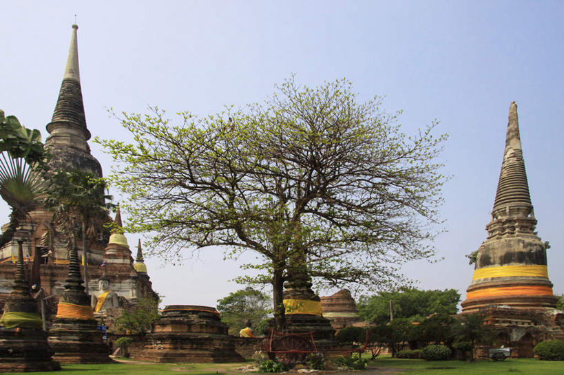 无人,寺庙,横图,室外,白天,仰视,旅游,度假,名胜古迹,植物,标志建筑,地标,建筑,泰国,亚洲,节日,遗迹,建筑群,塔,燃烧,古迹,文化,文物,娱乐,建设,古建筑,大城,树,树木,蓝色,绿色,蓝天,天空,自然,香火,庙宇,天,祈祷,享受,休闲,健康,旅游胜地,放松,许愿,宗教,东南亚,信仰,生长,晴朗,成长,纪念,祈求,古文明,万里无云,泰王国,三座,瓦崖差蒙空寺,阿育他耶府,大城府,平安,晴空,晴空万里,彩图,低角度拍摄,庙,寺