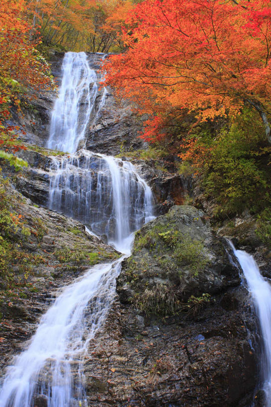 无人,竖图,室外,白天,仰视,旅游,度假,美景,瀑布,秋季,树林,水,植物,叶子,长野县,日本,亚洲,许多,飞溅,湍急,溅,液体,景观,水滴,枯叶,落叶,娱乐,水珠,树,树木,黄色,红色,绿色,自然,享受,休闲,景色,放松,生长,成长,倾泻,倾注,喷洒,自然风光,东亚,本州,本州岛,日本国,中部地方,长野,泼洒,叶,叶片,跌水,秋,秋天,彩图,低角度拍摄