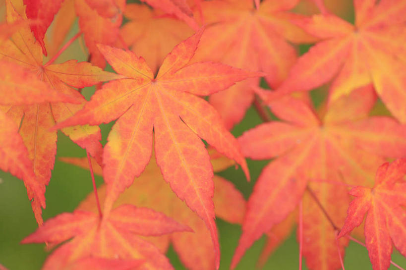 无人,横图,室外,特写,白天,正面,旅游,度假,美景,秋季,叶子,长野县,日本,亚洲,许多,朦胧,模糊,景观,枫叶,枯叶,落叶,娱乐,黄色,红色,自然,享受,休闲,景色,放松,枫树叶,自然风光,东亚,本州,本州岛,日本国,中部地方,长野,松本市,叶,叶片,秋,秋天,彩图