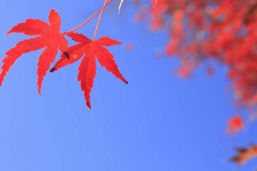 无人,横图,室外,特写,白天,仰视,旅游,度假,美景,秋季,叶子,长野县,日本,亚洲,许多,朦胧,模糊,景观,枫叶,枯叶,落叶,娱乐,黄色,红色,蓝色,蓝天,天空,自然,天,享受,休闲,景色,放松,晴朗,枫树叶,自然风光,东亚,本州,万里无云,本州岛,日本国,中部地方,长野,松本市,叶,叶片,晴空,晴空万里,秋,秋天,彩图,低角度拍摄