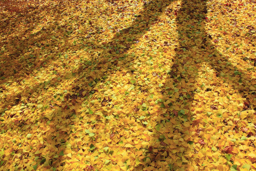 无人,横图,俯视,室外,白天,旅游,度假,美景,秋季,植物,银杏树,叶子,长野县,日本,亚洲,许多,阴影,光线,影子,景观,枯叶,落叶,草药,药草,娱乐,中药,树,树木,树叶,黄色,绿色,阳光,自然,享受,休闲,银杏叶,景色,放松,生长,成长,自然风光,药材,中草药,东亚,中药材,本草,本州,本州岛,日本国,中部地方,长野,白果叶,鸭脚树,松本市,叶,叶片,秋,秋天,公孙树,彩图,高角度拍摄