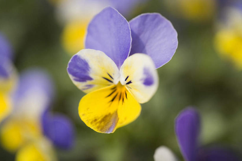 无人,横图,俯视,室外,特写,白天,旅游,度假,花海,花圃,美景,植物,叶子,神奈川,日本,亚洲,许多,朦胧,模糊,盛开,景观,三色堇,横滨,横滨市,神奈川县,花蕾,娱乐,花,花瓣,花朵,花卉,鲜花,黄色,绿色,紫色,白色,自然,花丛,花束,花田,蝴蝶花,花苞,花蕊,享受,休闲,景色,放松,自然风光,东亚,本州,首府,关东地方,本州岛,日本国,三色堇菜,人面花,猫脸花,阳蝶花,鬼脸花,猫儿脸,彩图,高角度拍摄