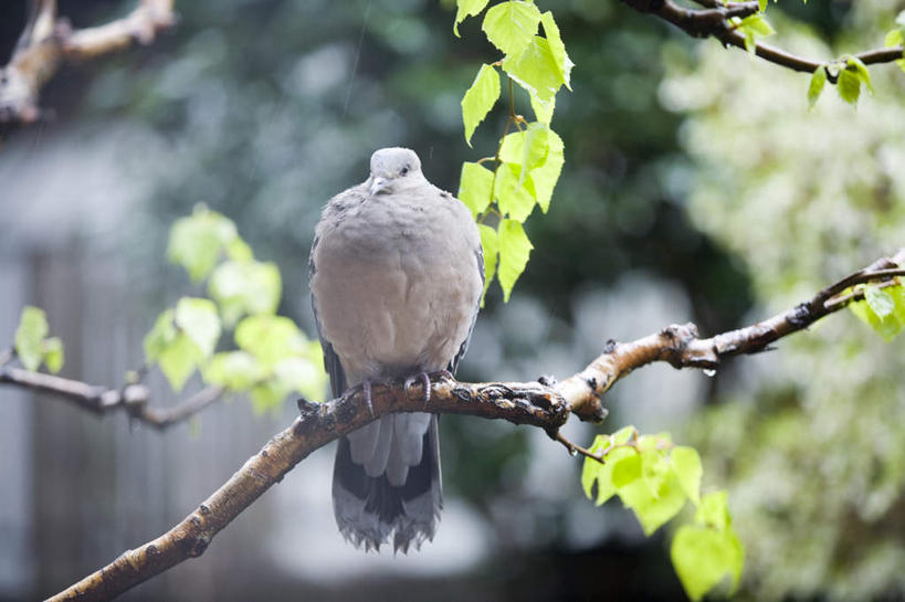 无人,站,横图,室外,特写,白天,正面,鸟,叶子,神奈川,日本,亚洲,许多,阴影,朦胧,模糊,光线,斑鸠,鸟类,影子,绿叶,横滨,横滨市,神奈川县,注视,停留,树枝,一只,绿色,灰色,阳光,观察,看,站着,嫩叶,观看,停止,察看,关注,东亚,本州,首府,关东地方,本州岛,日本国,欧斑鸠,逗留,停顿,叶,叶片,站立,彩图,全身