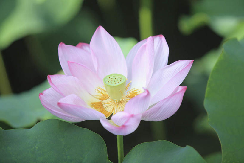 无人,横图,俯视,室外,特写,白天,旅游,度假,纯洁,美景,莲花,叶子,东京,日本,亚洲,许多,朦胧,模糊,盛开,景观,荷叶,绿叶,花蕾,娱乐,花,花瓣,花朵,鲜花,一朵,粉色,自然,花苞,花蕊,享受,休闲,嫩叶,景色,放松,富贵,神圣,自然风光,东亚,纯净,本州,关东地方,本州岛,日本国,东京都,六月花神,正直,荷花,六月春,藕花,水芙蓉,叶,叶片,彩图,高角度拍摄