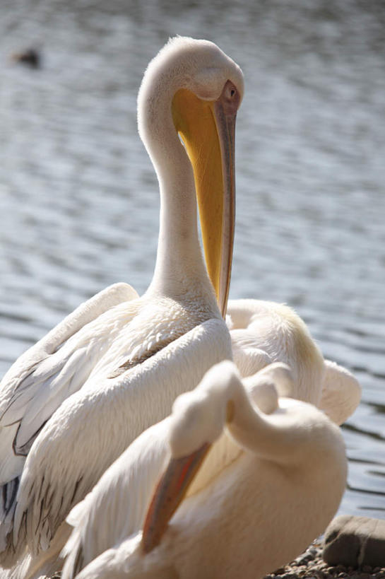 无人,动物园,站,竖图,室外,特写,白天,侧面,旅游,度假,湖,湖泊,美景,水,鸟,野生动物,东京,日本,亚洲,阴影,波纹,光线,鸟类,影子,湖面,景观,水流,水面,涟漪,娱乐,白色,水纹,阳光,自然,动物,波浪,湖水,站着,两只,享受,休闲,景色,放松,可爱,活泼,整理,自然风光,收拾,东亚,鹈鹕,本州,关东地方,本州岛,日本国,东京都,水晕,整顿,台东区,站立,半身,彩图