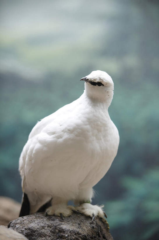 动物园,站,竖图,室外,特写,白天,正面,旅游,度假,美景,野生动物,东京,日本,亚洲,朦胧,模糊,景观,扭头,注视,娱乐,一只,白色,黑色,自然,动物,观察,看,站着,转头,享受,休闲,景色,放松,可爱,活泼,观看,察看,关注,自然风光,东亚,本州,关东地方,本州岛,日本国,东京都,台东区,岩雷鸟,站立,彩图,全身