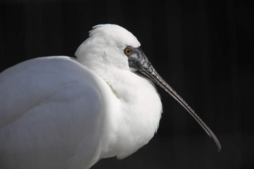 嘴,无人,站,横图,室外,特写,白天,侧面,旅游,度假,美景,鸟,野生动物,东京,日本,亚洲,阴影,朦胧,模糊,光线,鸟类,影子,景观,娱乐,一只,黑色,阳光,自然,动物,站着,享受,休闲,景色,放松,自然风光,东亚,琵鹭,本州,关东地方,本州岛,日本国,东京都,白琵鹭,琵琶鹭,琵琶嘴鹭,口,口腔,嘴巴,嘴唇,站立,半身,彩图